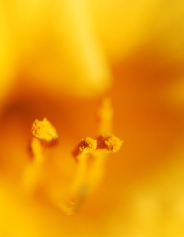 黄花萱草花蕊图片