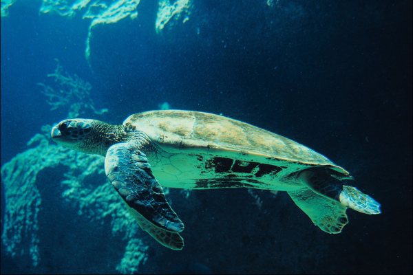 海洋生物