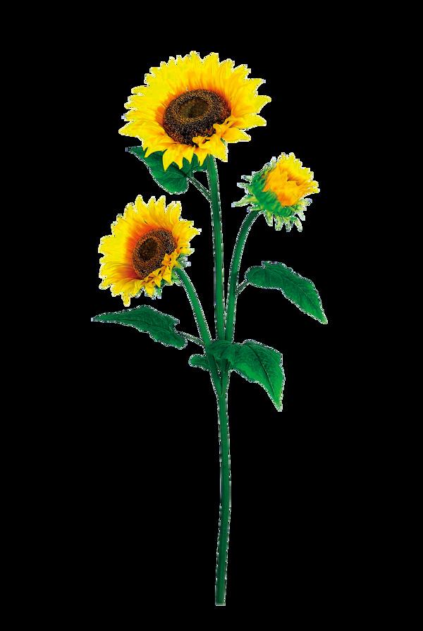向日葵植物卡通透明素材