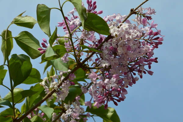 丁香花