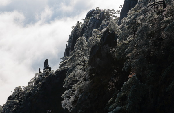 安徽黄山奇松风景