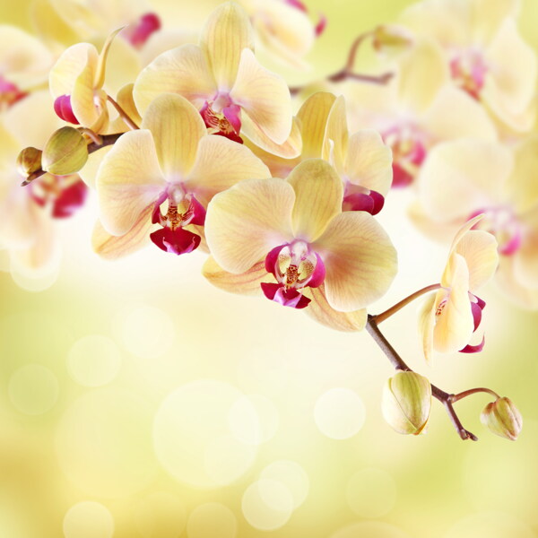 美丽的黄色蝴蝶兰花图片