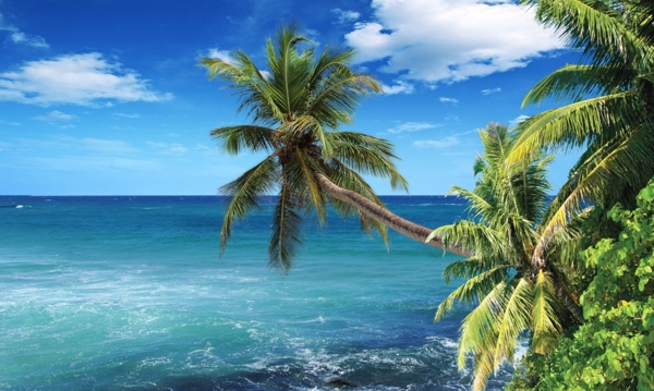 海滩椰树蓝天白云图片