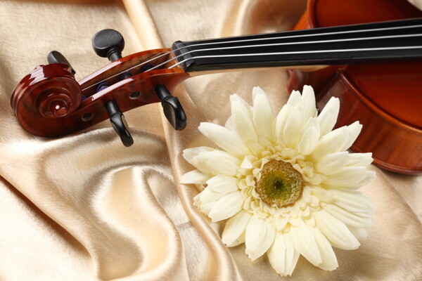 小提琴与花朵特写图片