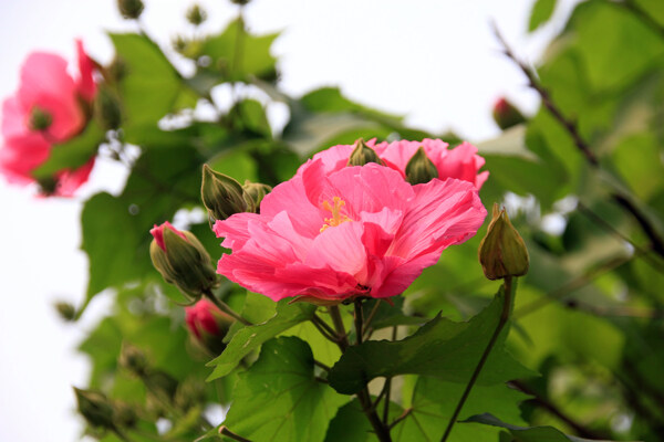 木芙蓉图片