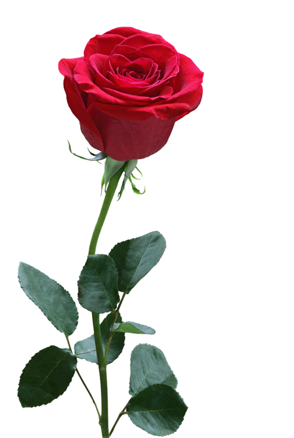 鲜艳一支红玫瑰花图片