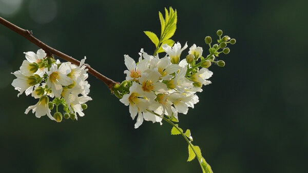 文冠果花