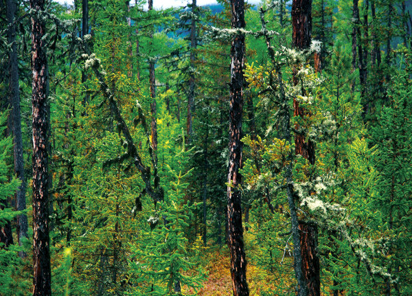西伯利亚的树林风景图片