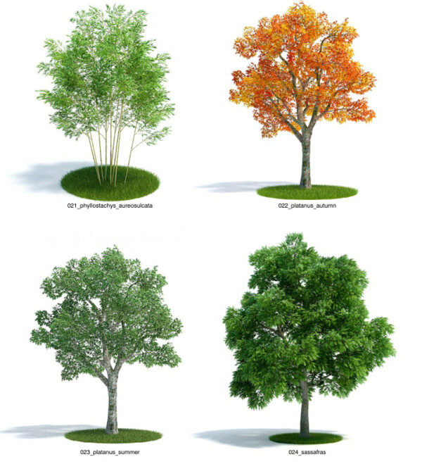 植物大树模型