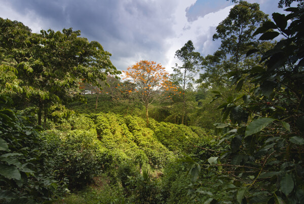 山上的咖啡豆树图片