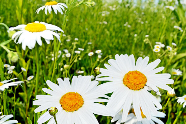 草地上的白色鲜花图片