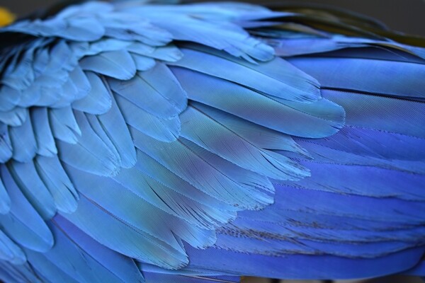 羽毛翅膀素材图片