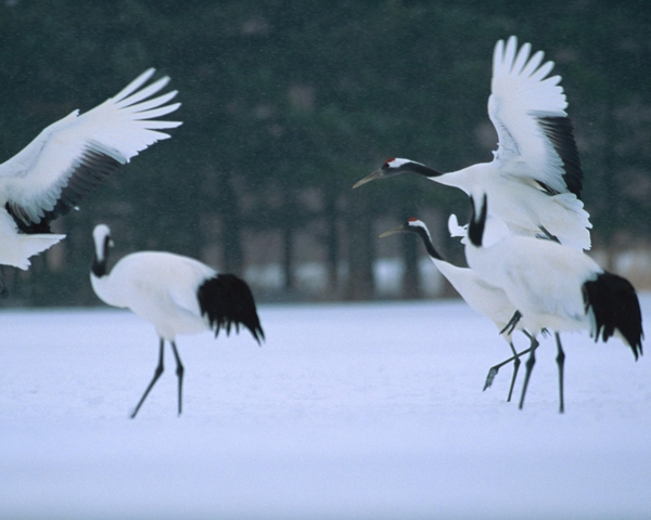 冬天雪景雪景大雪