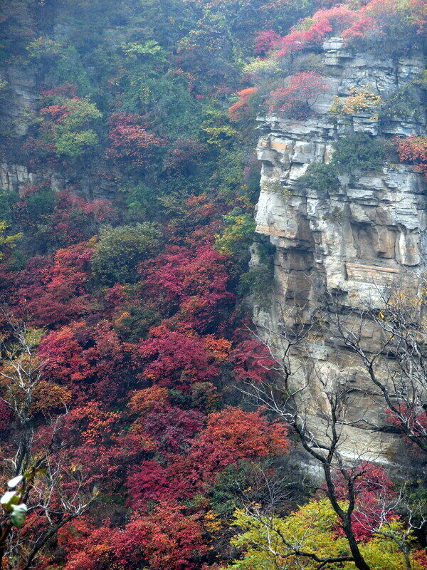 高山秋色