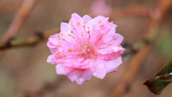 雨中的桃花图片