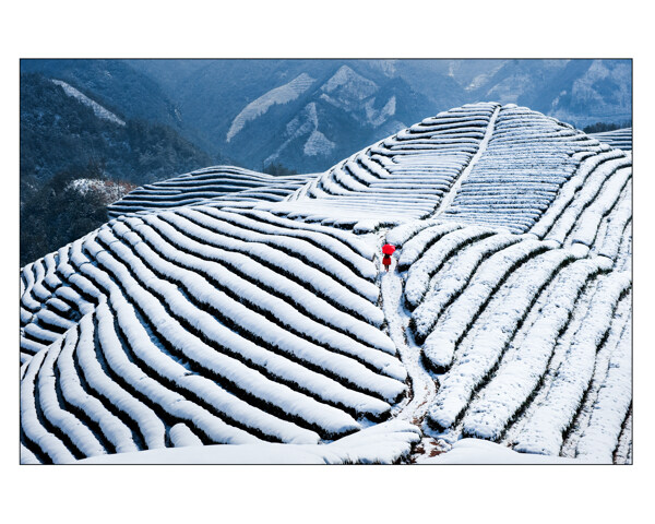 雪茶山风景图片