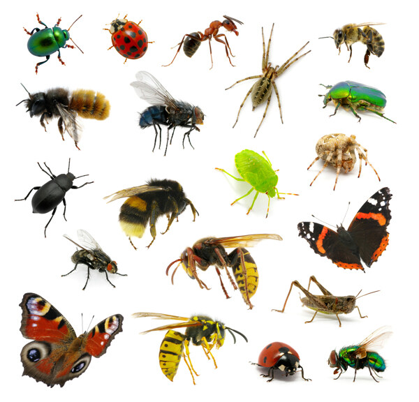 蜜蜂蜘蛛与蝴蝶瓢虫图片