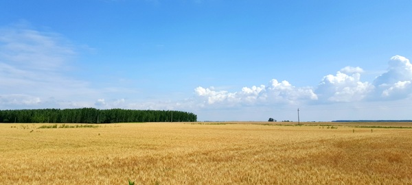 金黄稻田图片