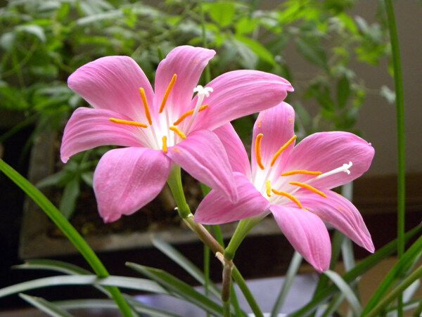 位图写实花卉植物花朵百合免费素材