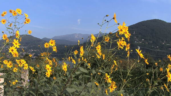 意大利的黄色的花奥尔塔湖1股票的录像