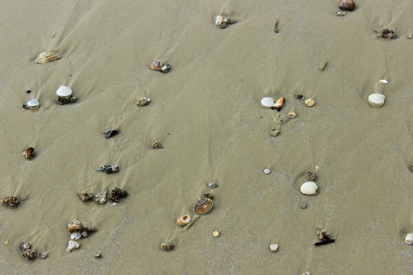 北海银滩小贝壳图片