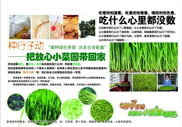 绿色种子芽苗菜图片