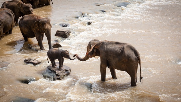 大象过河