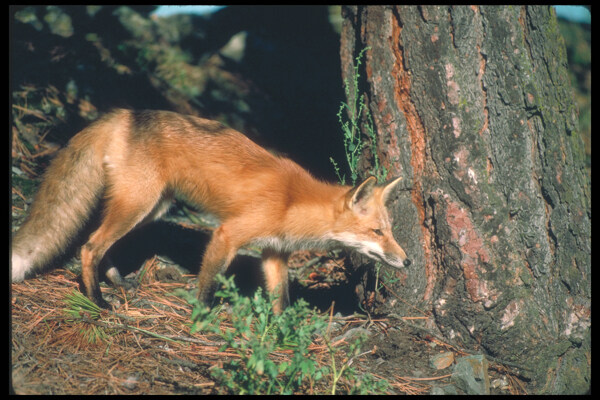 大树下的狐狸图片