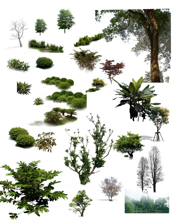 分层植物多种