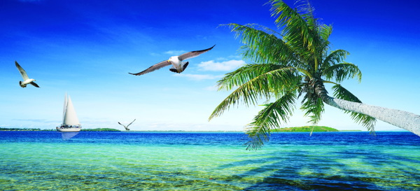 蓝天椰树小海湾图片