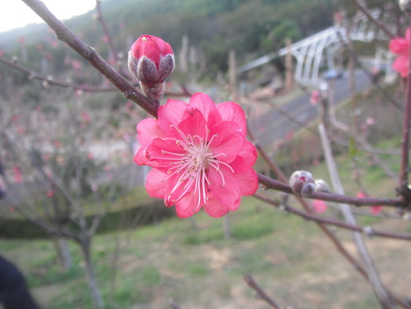 桃花图片