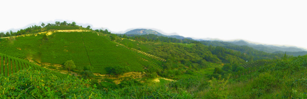 茶园风景田园风光图片