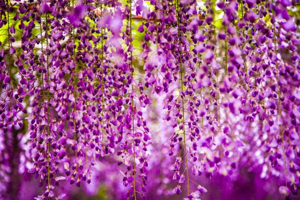 美丽的紫藤花图片