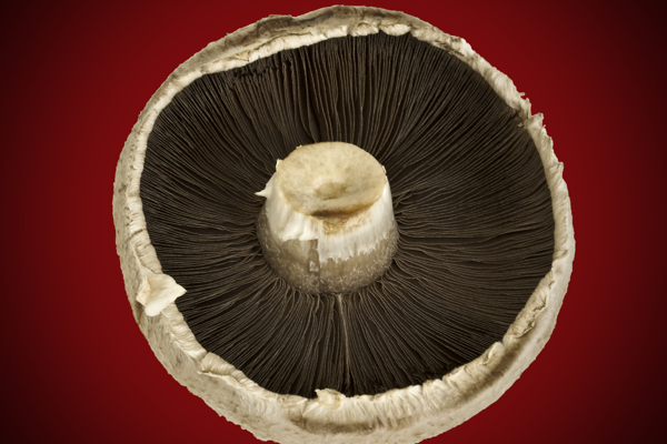 蘑菇蔬菜图片