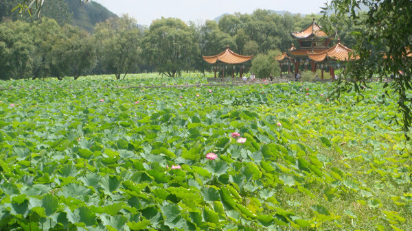 安龙荷花池图片