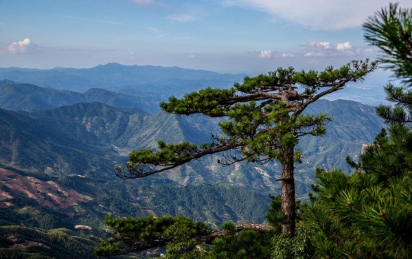 山脉树林图片