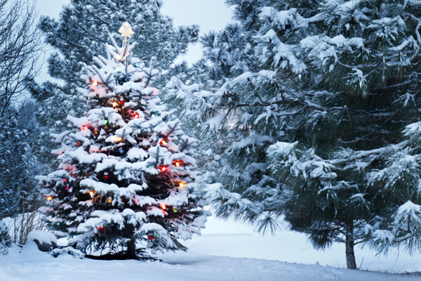 雪地上的圣诞树图片