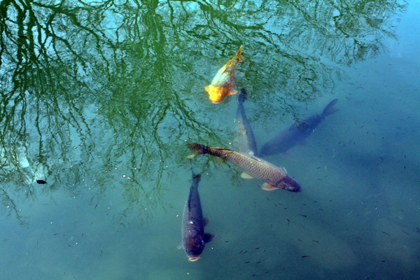 高清水池锦鲤鱼图片