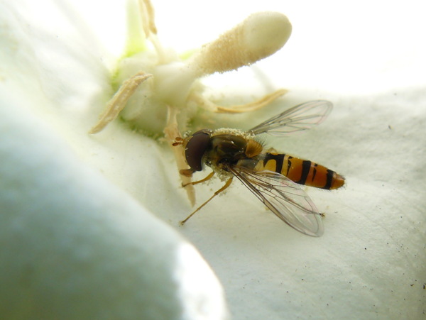 小蜜蜂采花图片