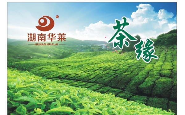 阳光与茶