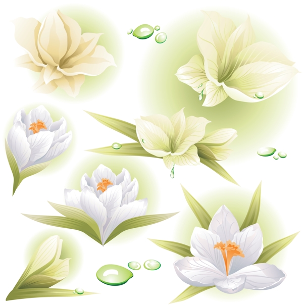 白色鲜艳的花朵矢量素材下载
