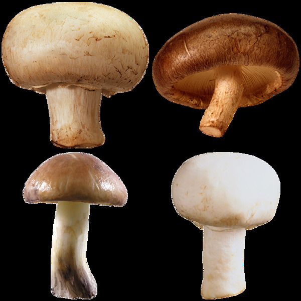 新鲜的蘑菇免抠png透明图层素材