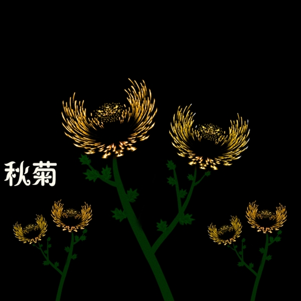 抽象菊花