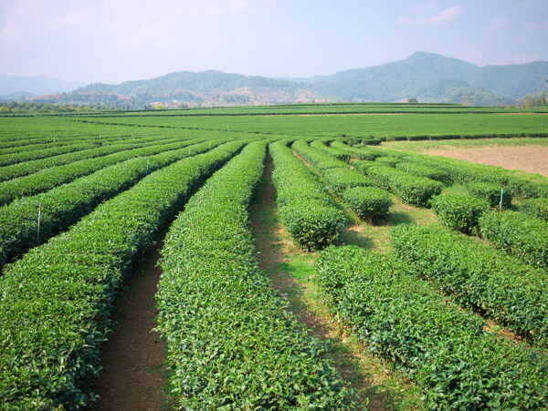 茶园风景图片