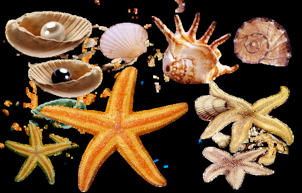 海星海螺珍珠贝壳