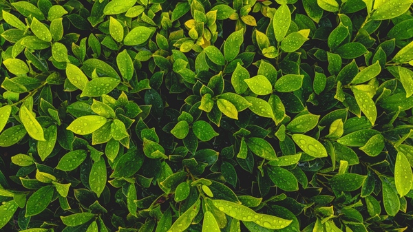 绿色树叶树枝植物背景