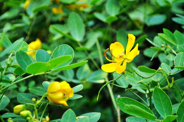 美丽花朵绿色黄色花植物拍摄