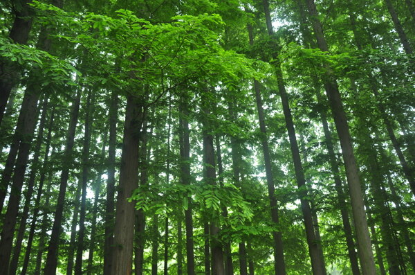 青岛水杉树图片