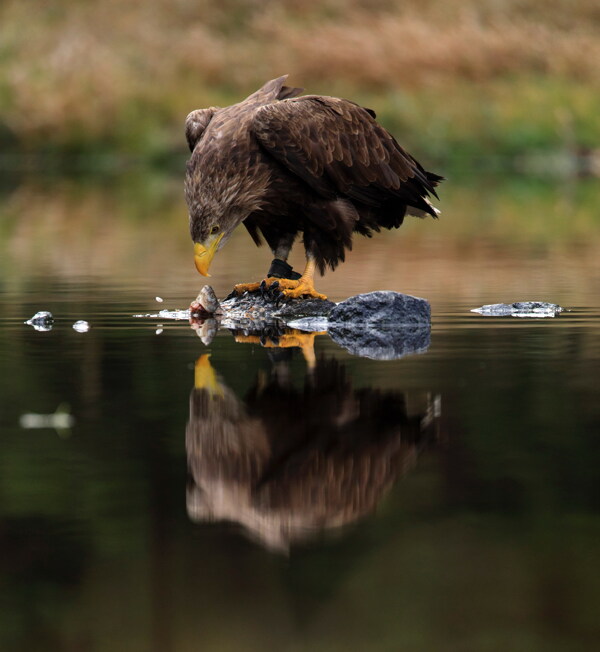 老鹰水中觅食