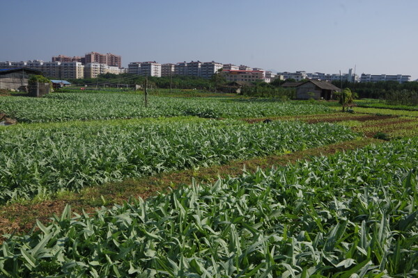 蔬菜种植基地